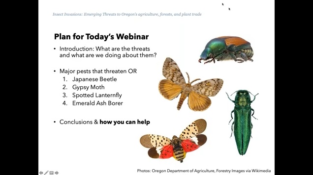 1st slide of Emerging Pest webinar outlining the agenda.