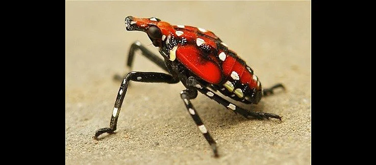 Spotted lanternfly fourth (final) instar nymph (immature). Credit: itchydogimages