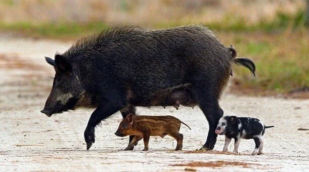 FeralSwine_SideView.jpg