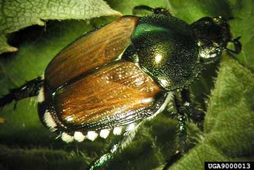 japanese_beetle03.jpg