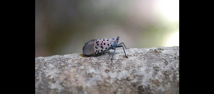 spotted+lanternfly+adult.jpg