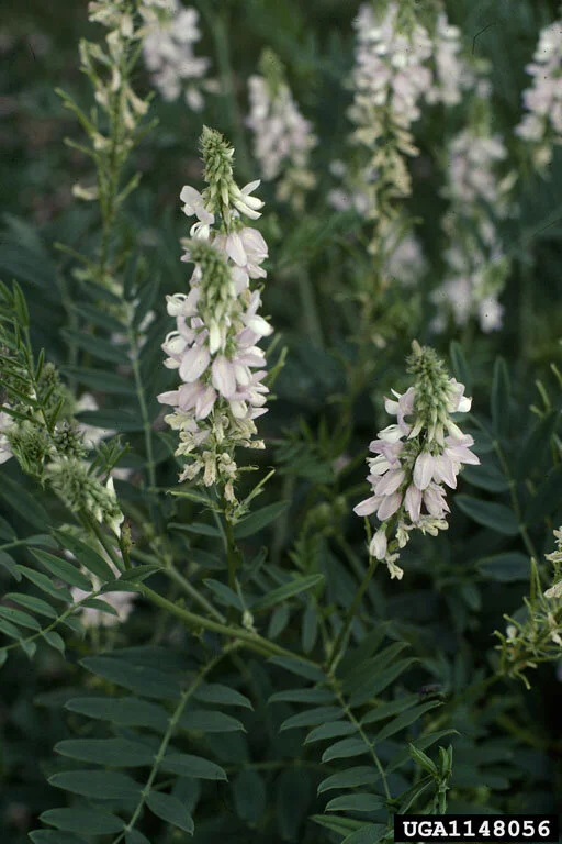 floweringbugwood.jpg