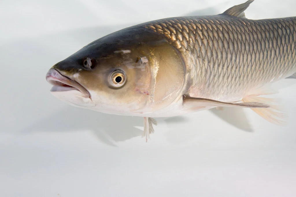 Grass_Carp_SideView.jpg