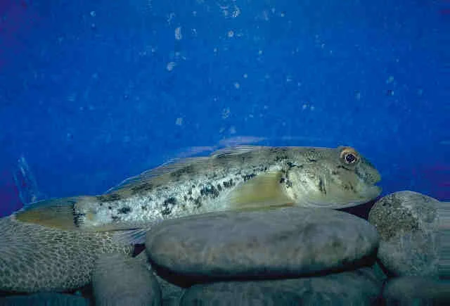 RoundGoby_SideView.jpg
