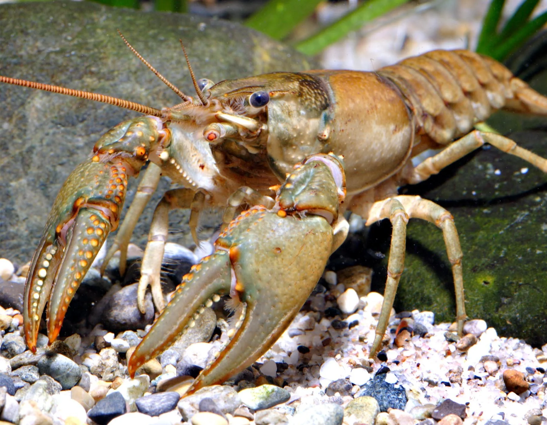 virile_crayfish_missouri.jpg