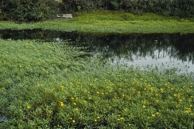 Waterprimrose .jpg