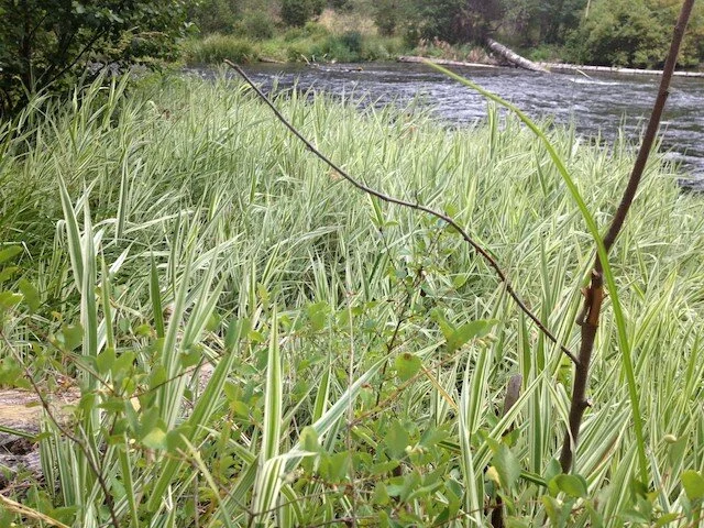 Use this for RibbonGrass.jpg