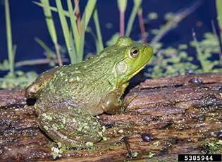 American Bullfrog - Invasive Predator — Oregon Invasive Species
