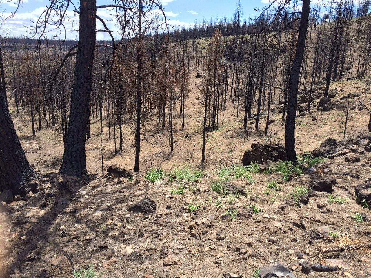 Oregon Invasive Trees Post-Fire Resources — Oregon Invasive Species Council