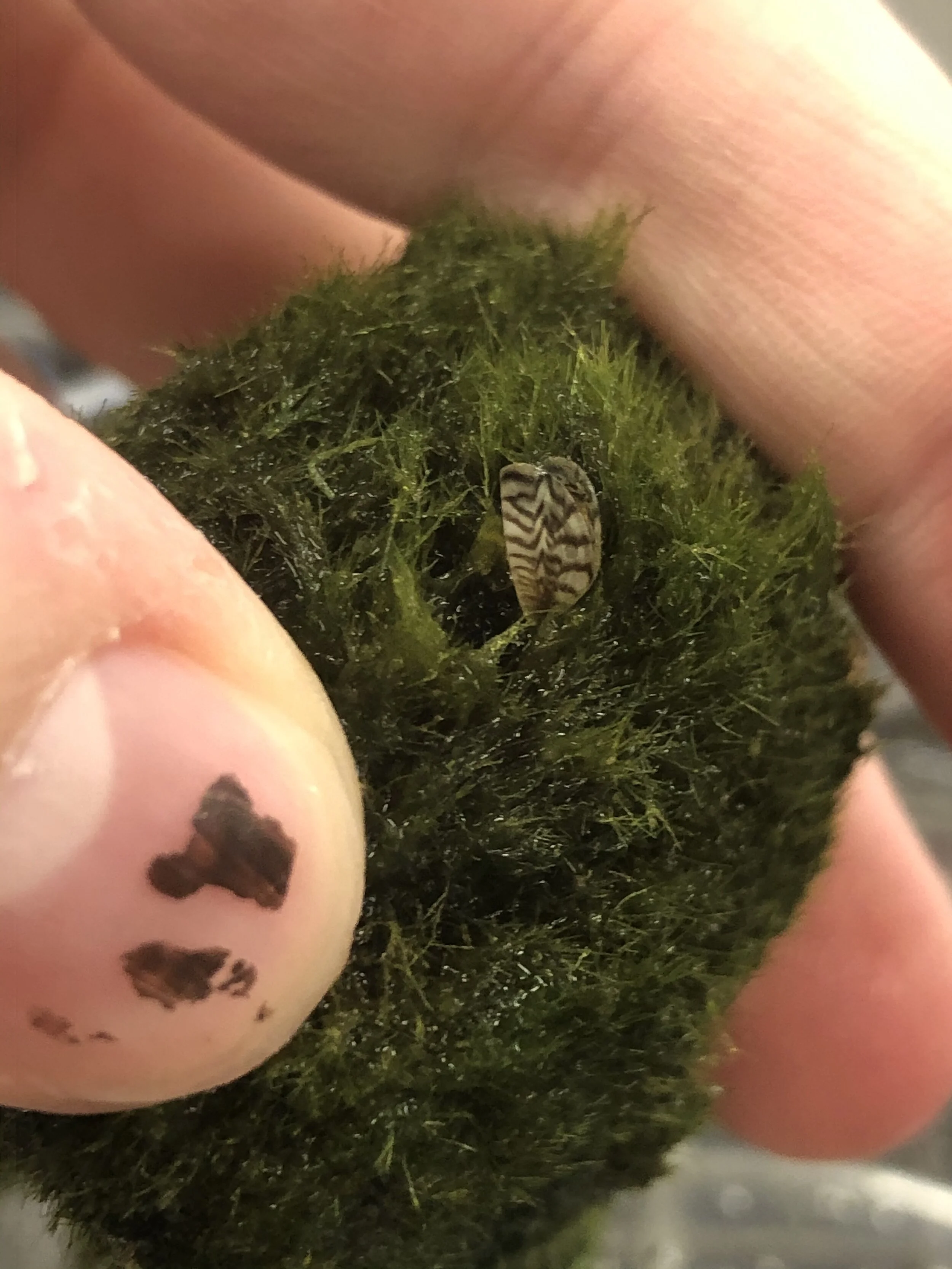 Pest Alert: Zebra Mussels found in “Moss” Balls sold in Pet Stores
