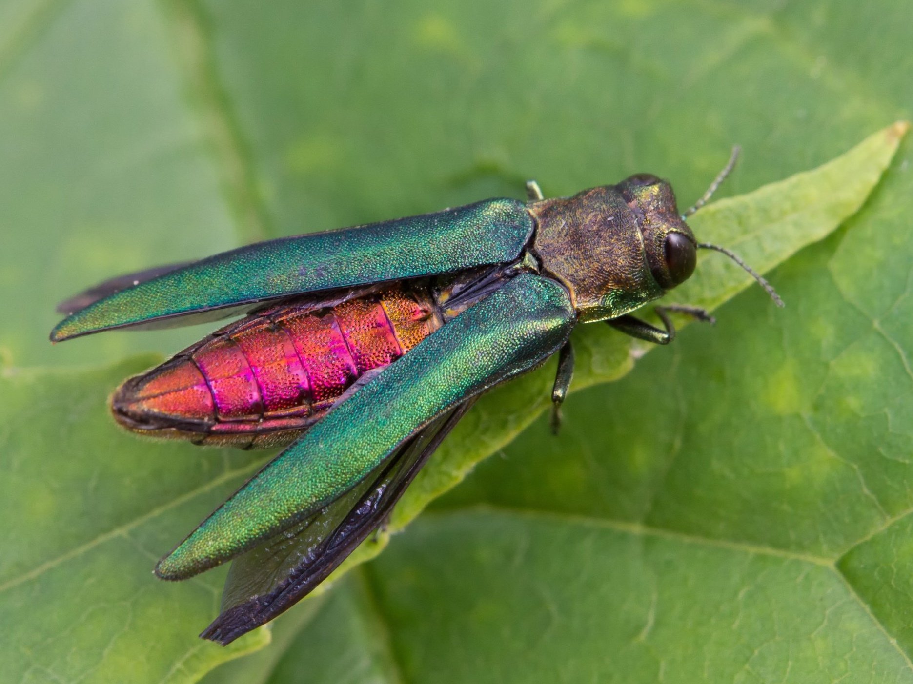 Emerald Ash Borer (adult)