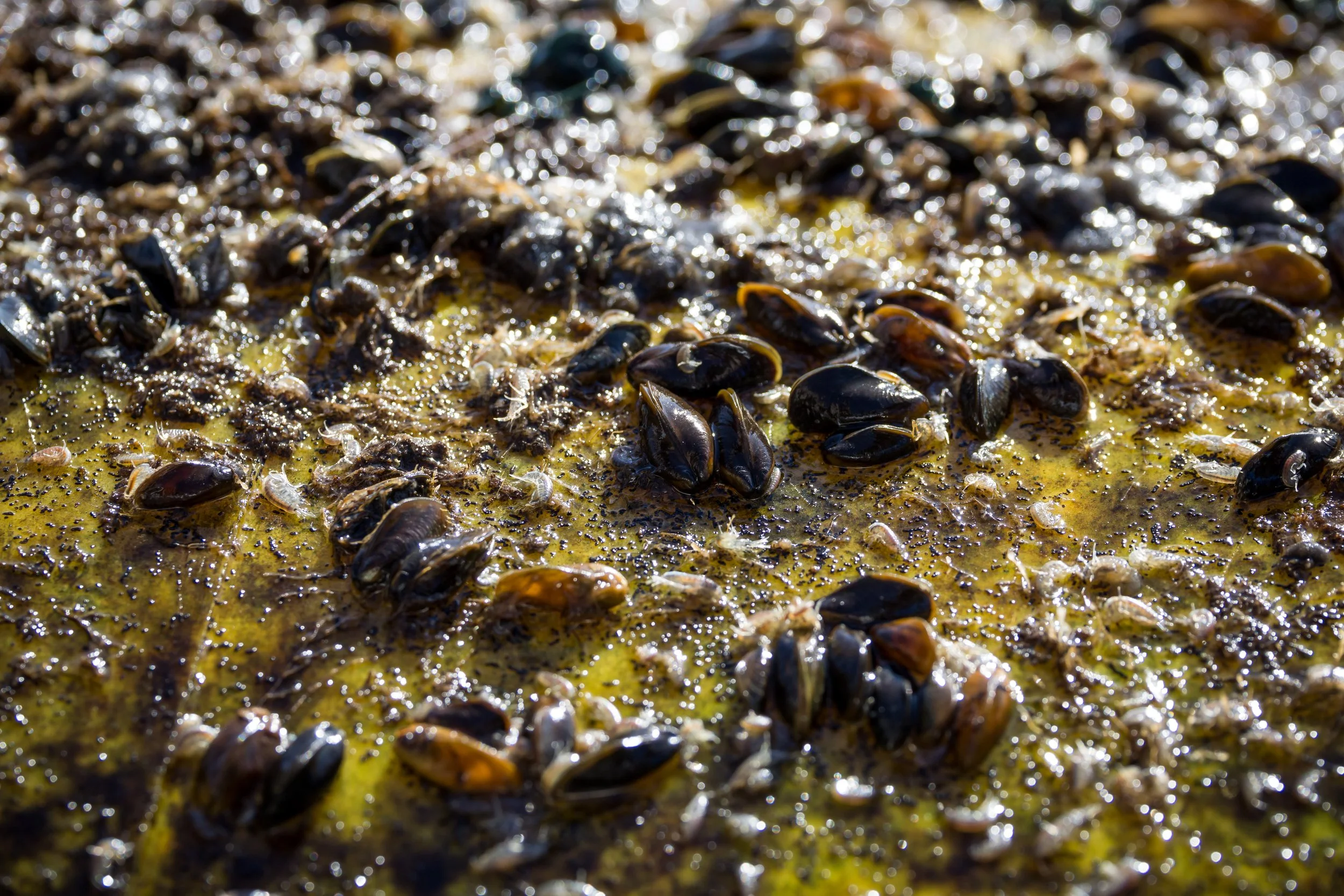 2024_11_14_XM_0126_Golden_Mussels_ONeill.JPG