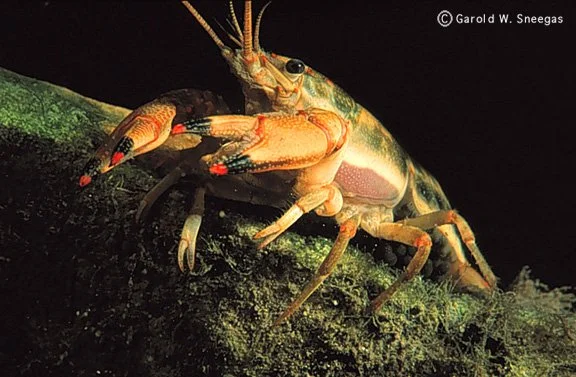 Invasive Species Digital Information Hub — Oregon Invasive Species Council