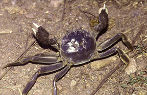 mittencrab.png