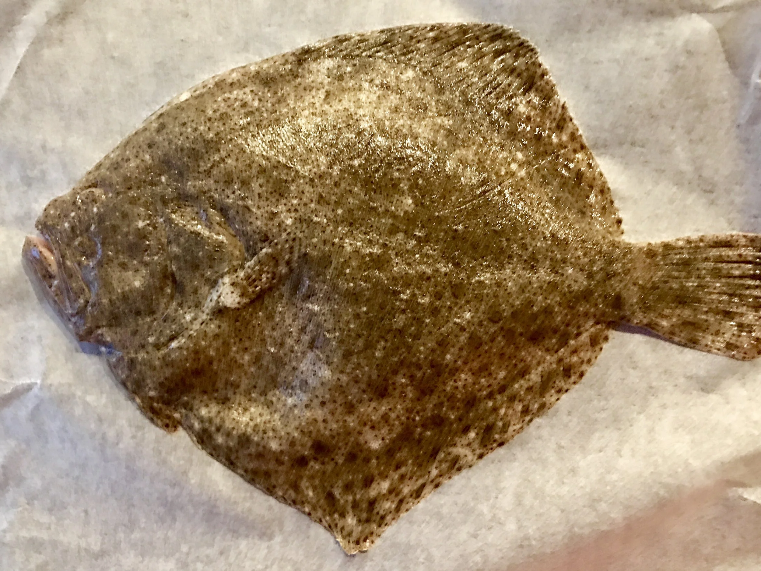 Roast turbot with bay and blood orange hollandaise