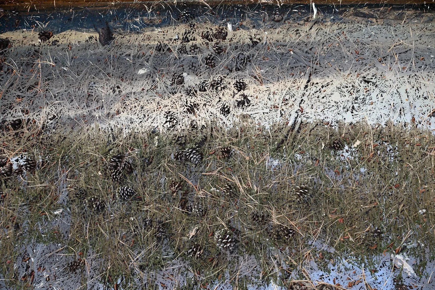 Hellena MT: Landscape and Pine 2019