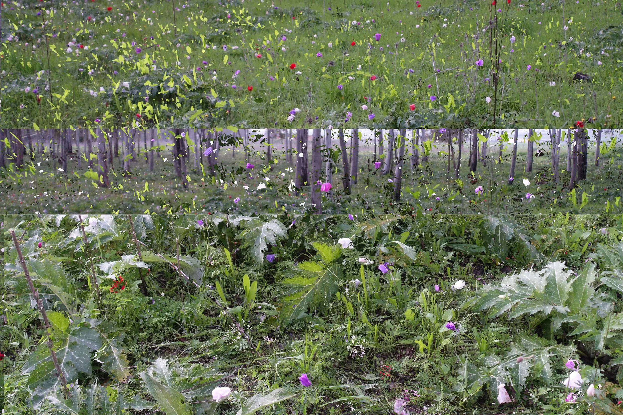 Anemone Field Divided small.jpg