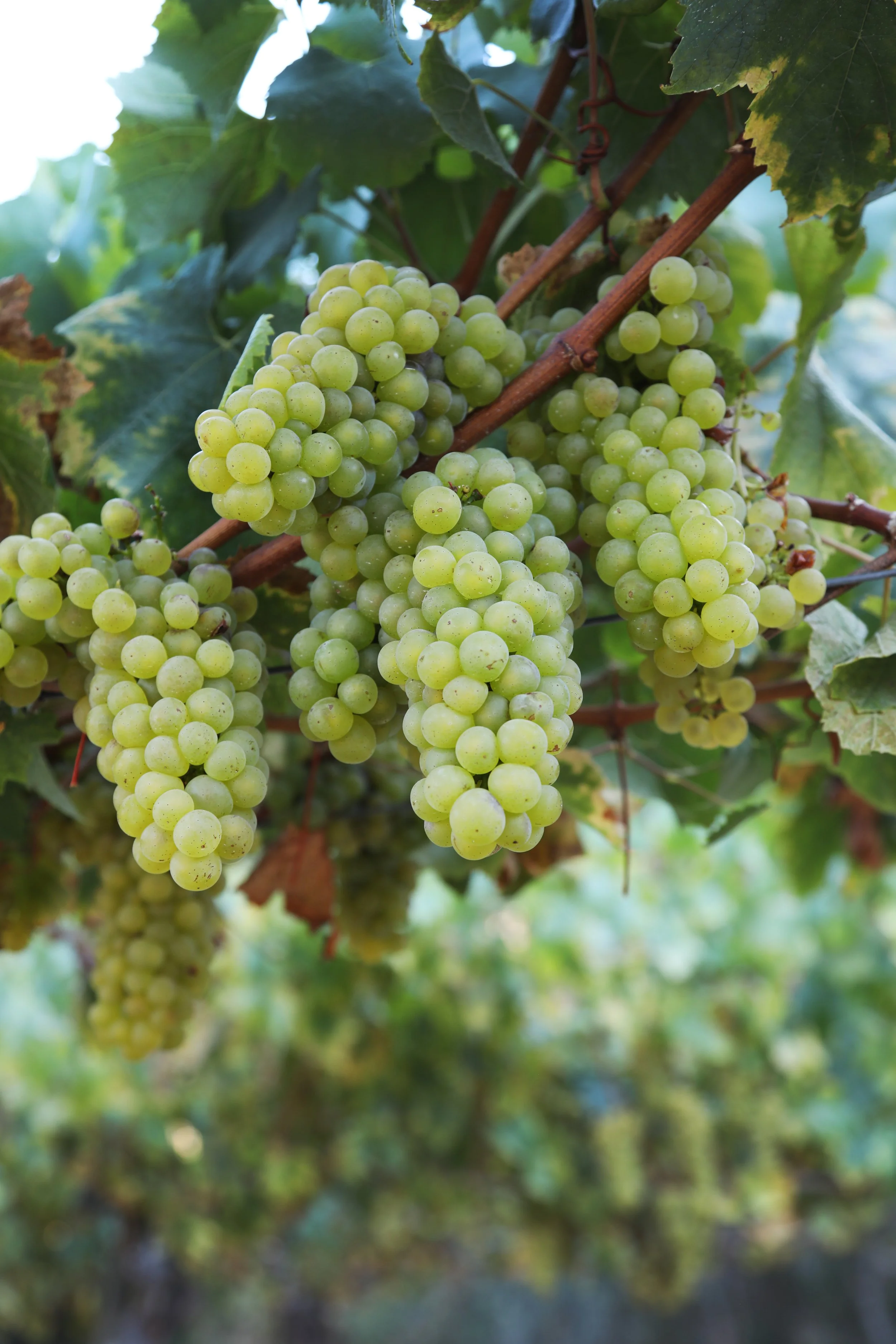 Green grapes growing on a vine with green leaves in the background.