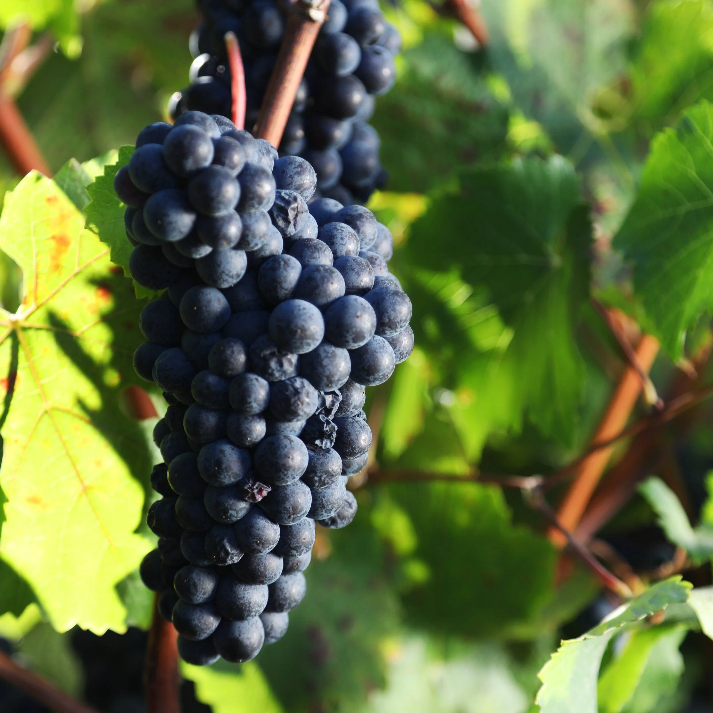 Close-up of a bunch of ripe black grapes hanging from a vine with green leaves in the background.