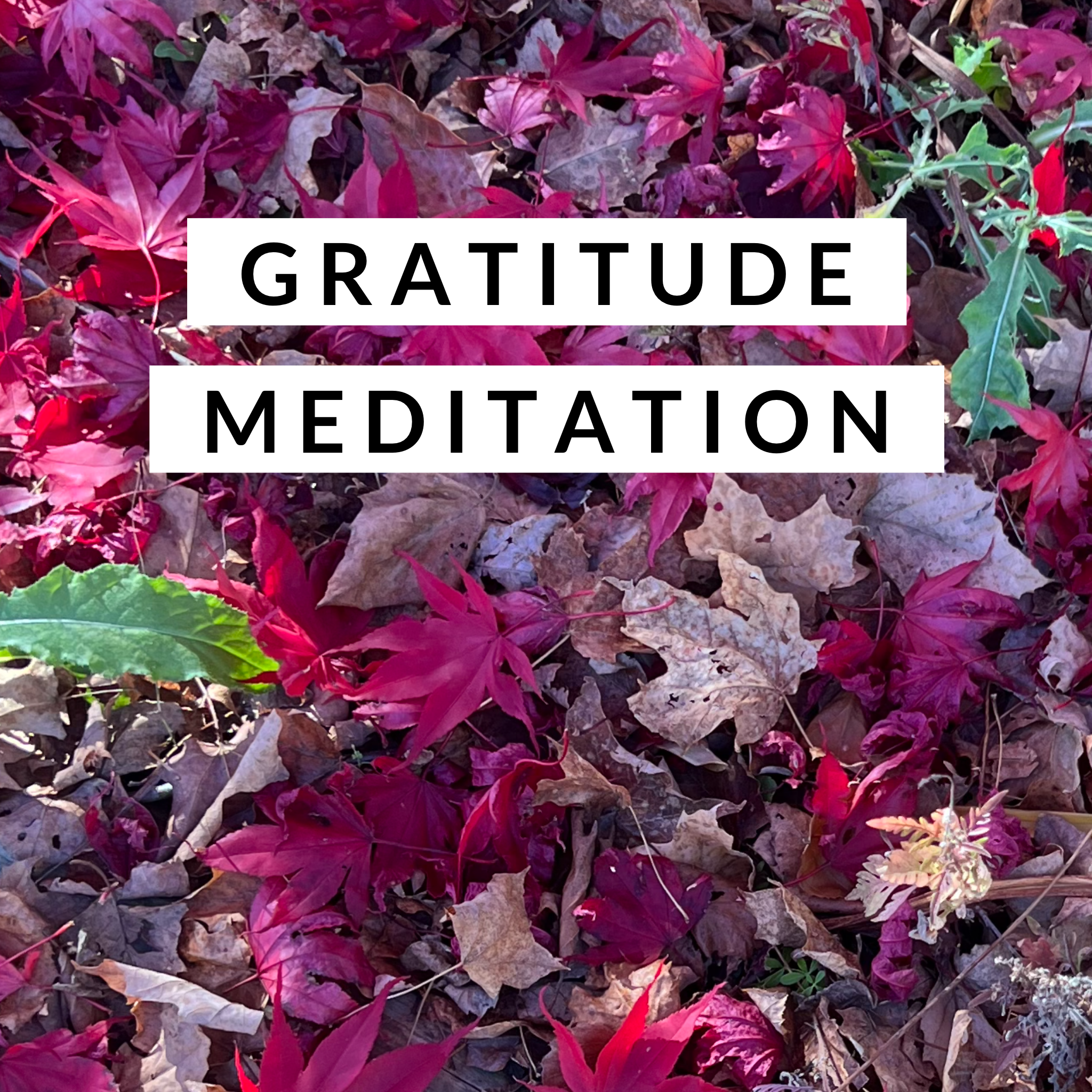 Free Gratitude Meditation