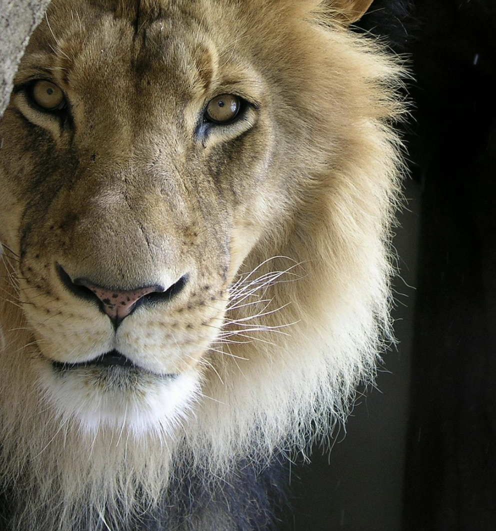 Lion's Gate &amp; The Full Moon in Aquarius: A Rare Portal for Vision, Clarity, and Transformation
