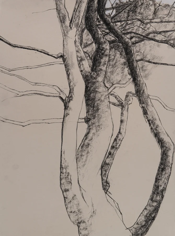 Trees, Westport Island conte 30x22" Aug04