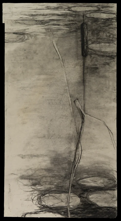 Cattail charcoal/conte 43.5x23.25" Feb 2005
