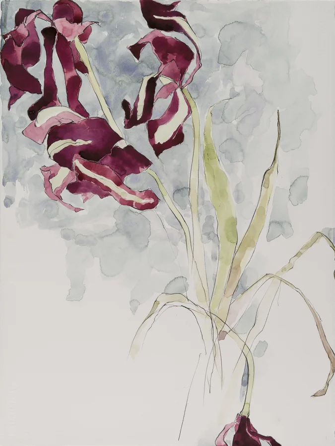 Dying Tulips watercolor/gouache/conte 30x22" 16 April 2009