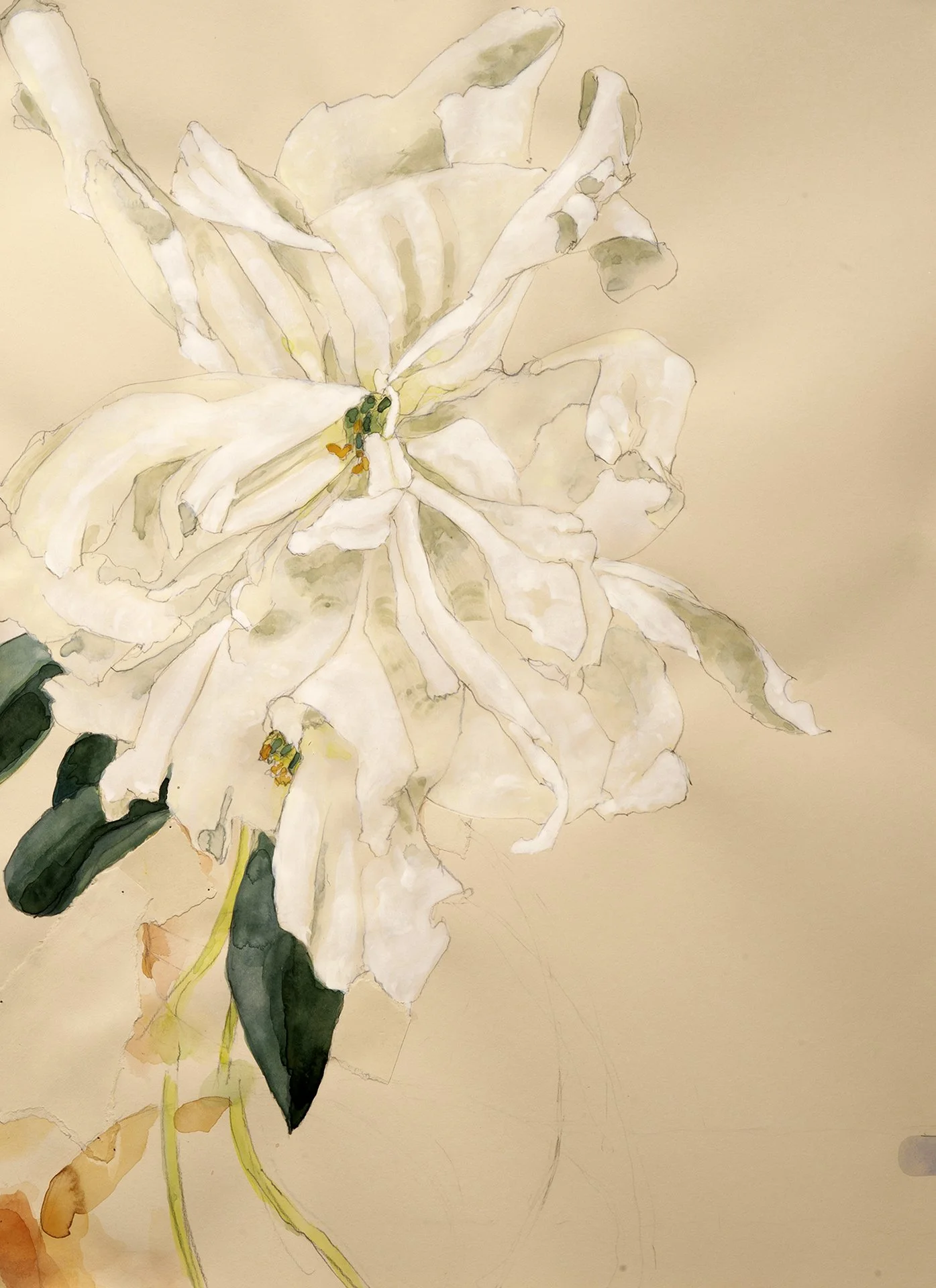 Peony watercolor/pencil 30x22" 8 May 26