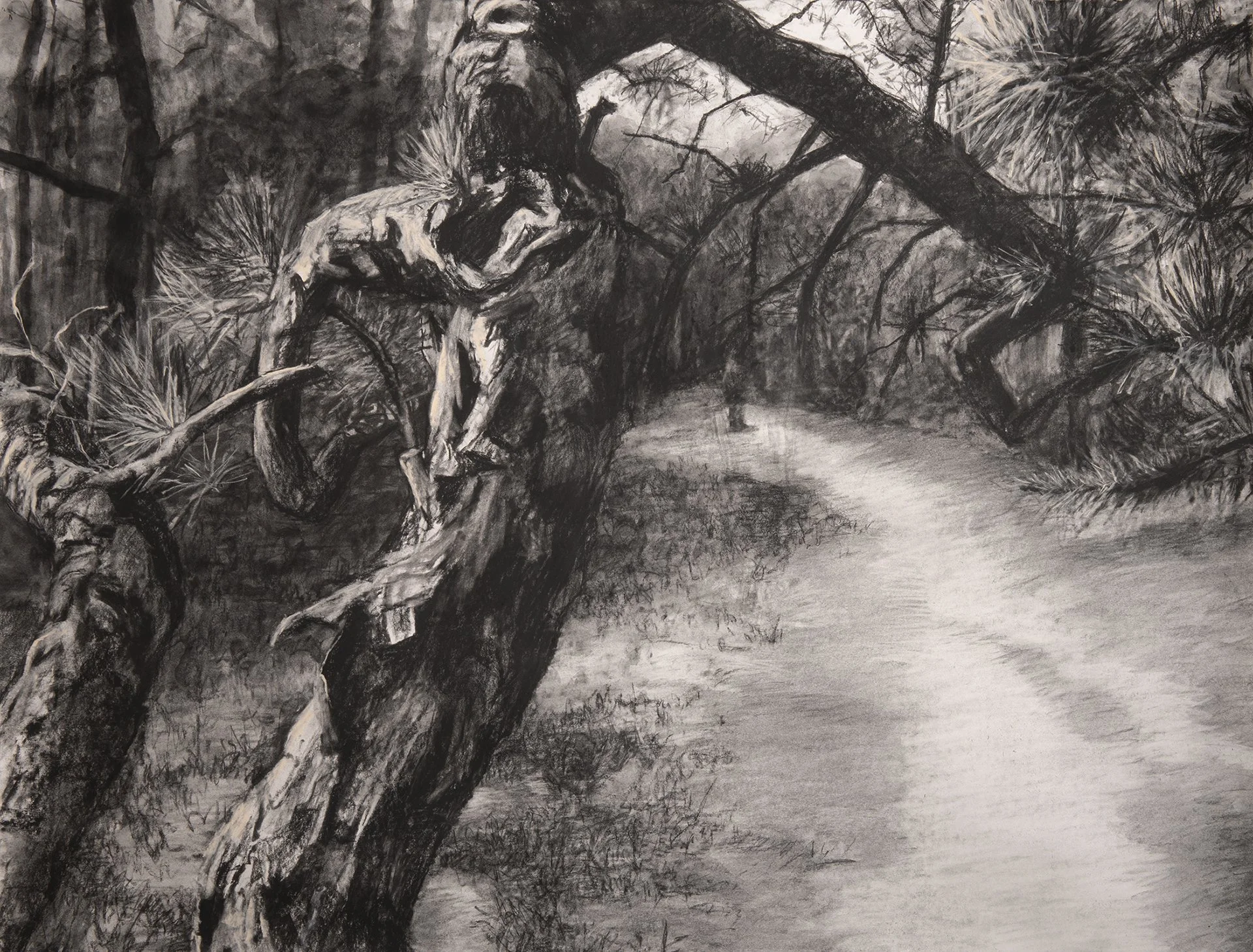 Pitch Pines, Pine Barrens conte/charcoal/gouache 38x50" 19 June 26.