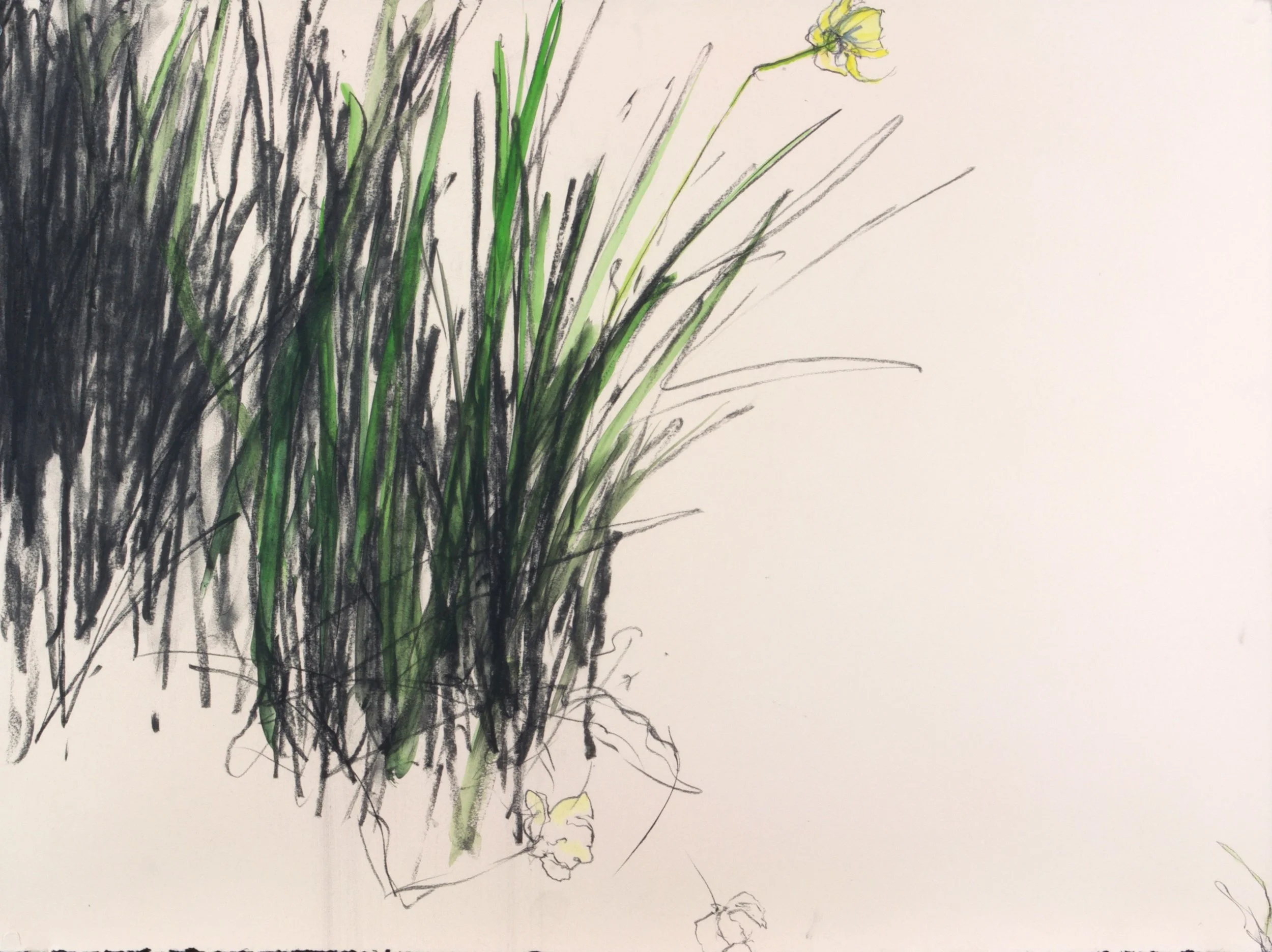 Spring Bulbs_charcoal_gouache_22x30%22_4 April 17.jpg