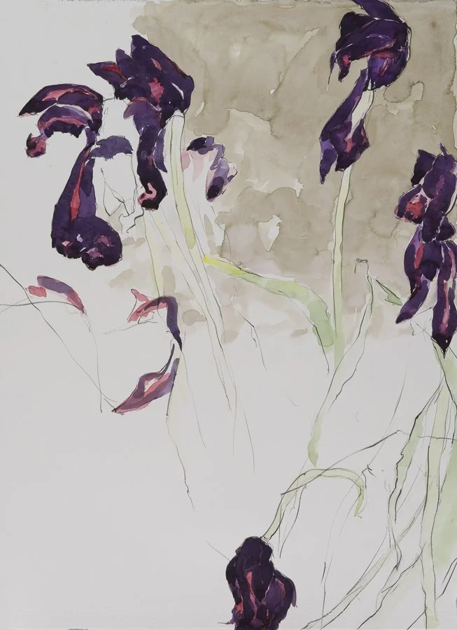 Dying Tulips watercolor/gouache 30x22" 2 April 2009