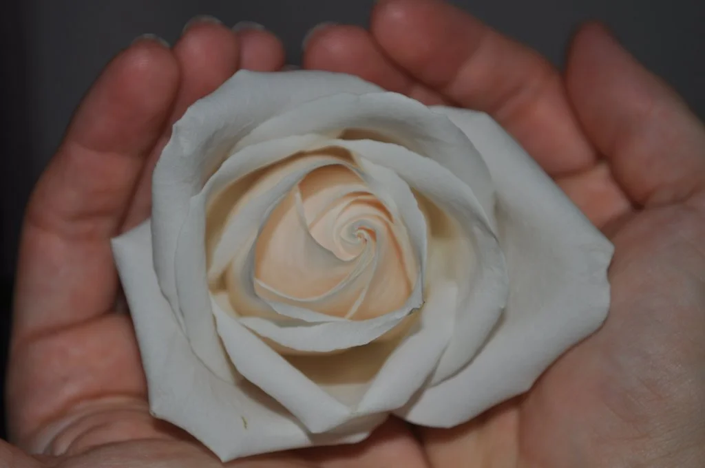 Rose_in_hands.jpeg