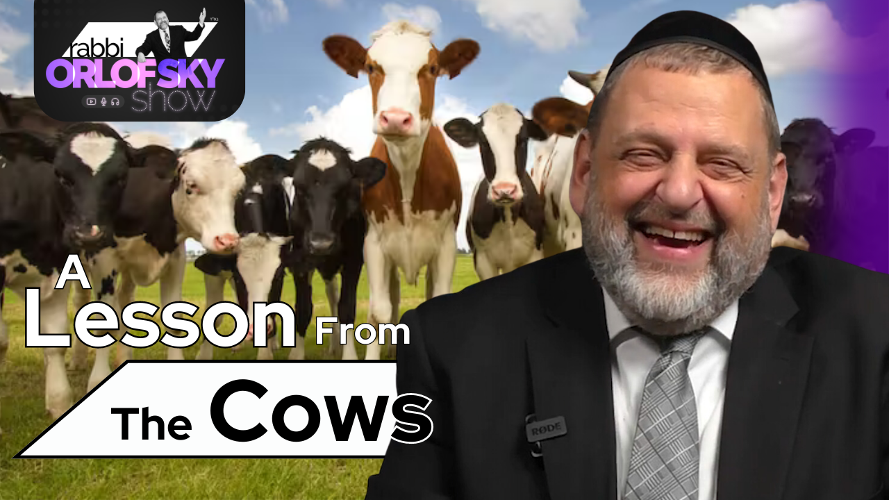 Matos-Masei: A Lesson From The Cows (Ep. 192)