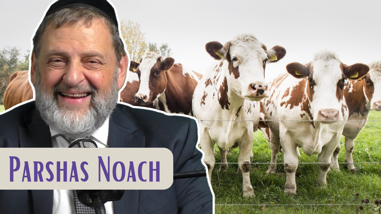 Noach - No People No Purpose episode artwork