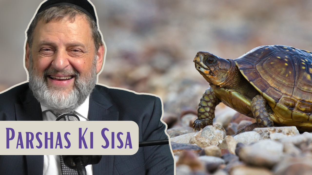 Ki Sisa - Slow And Steady episode artwork
