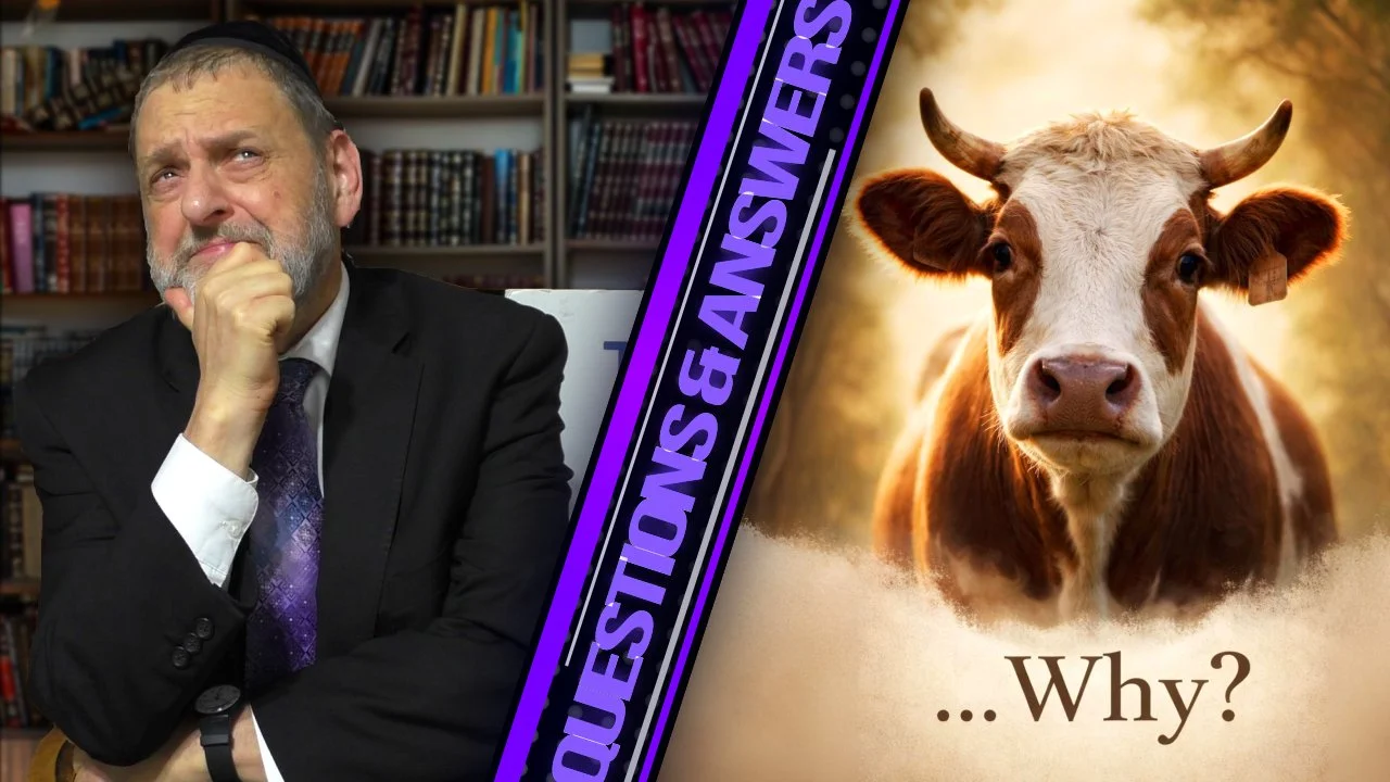 Why Does G-d Want Our Cows?