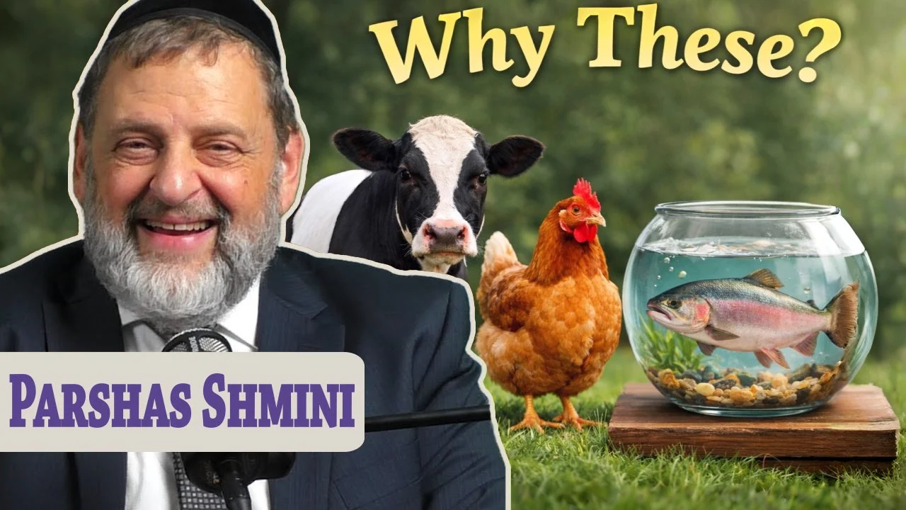 Shmini - Chicken Soup for the Soul