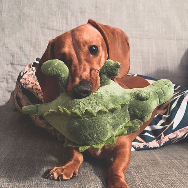 Loving our friend @sirrusthedachshund_ who&rsquo;s getting ready for a wild weekend! What are your plans?