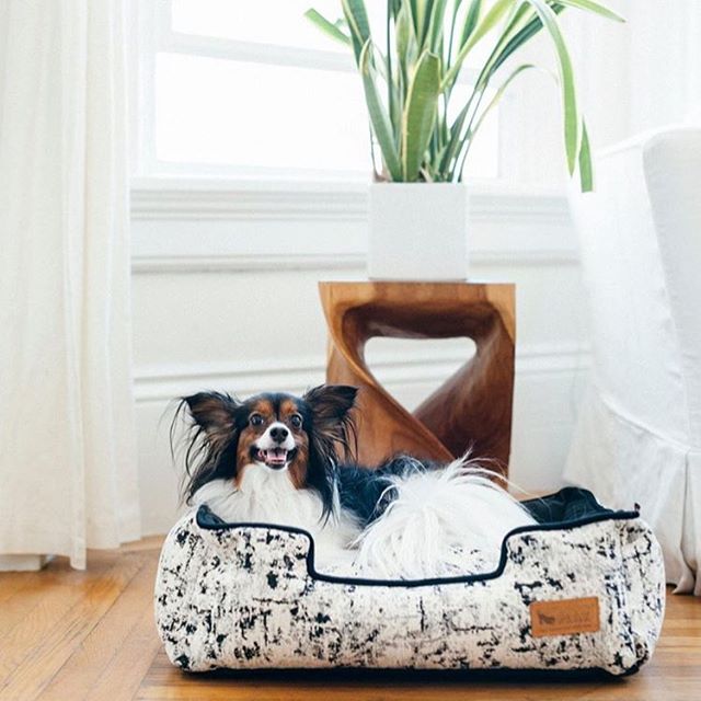 Sneak Peak! Coming in hot from SuperZoo we are always excited the showcase the newest releases that will be arriving soon in Australia. Love this gorgeous new bed! 🙌