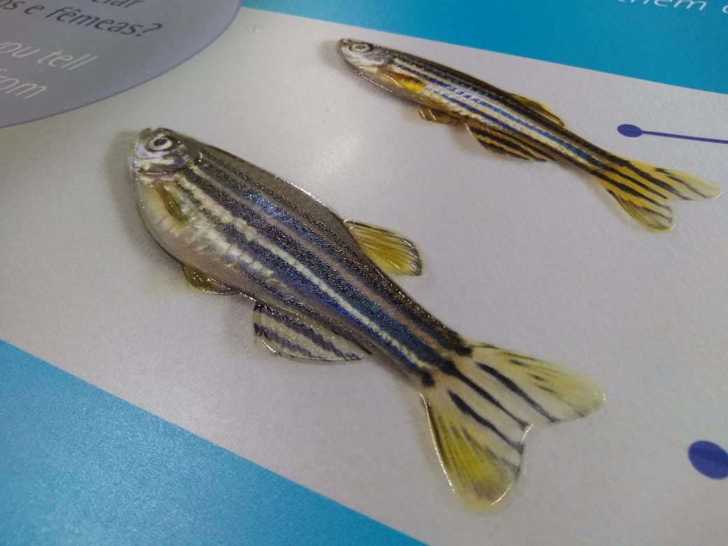 Zebrafish-WG-002.jpeg