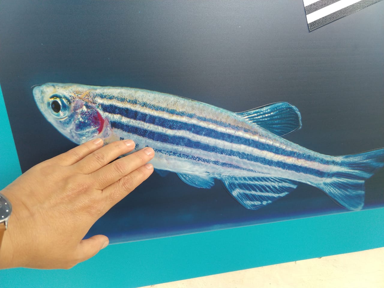 Zebrafish-WG-003.jpeg