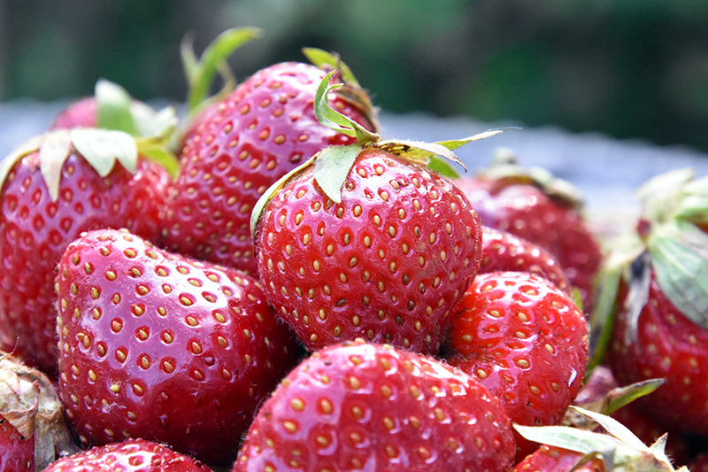 Freshly picked Johnson's strawberries