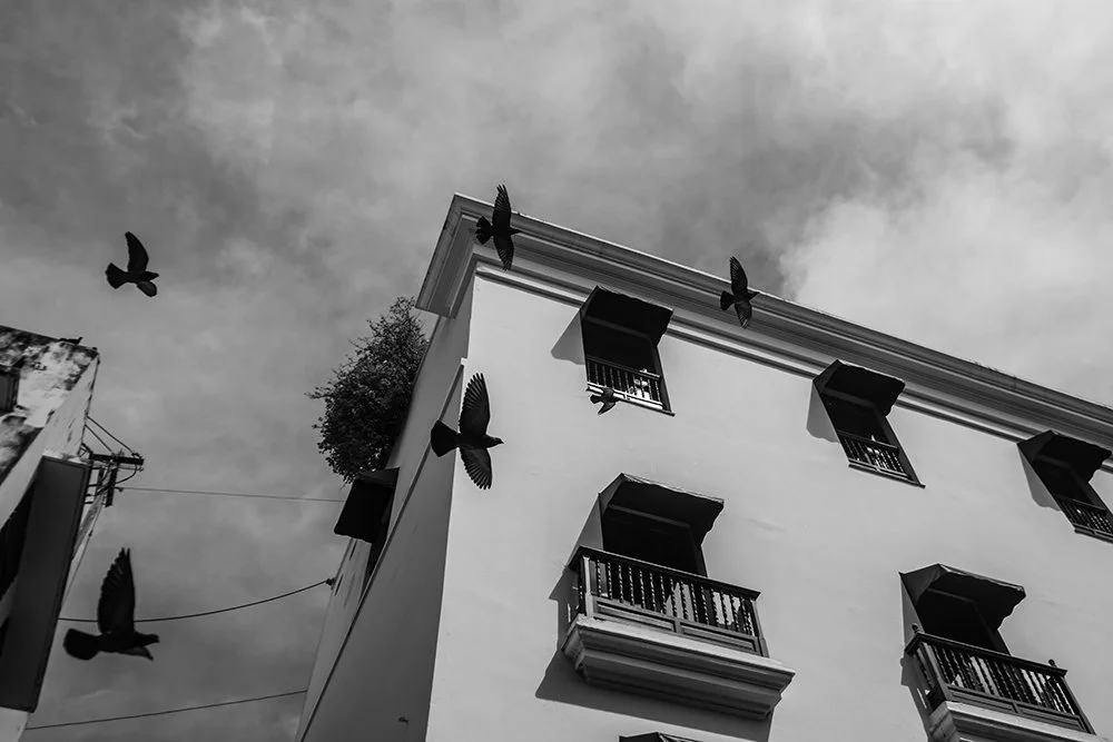 palomas-volando-1BWw.jpg