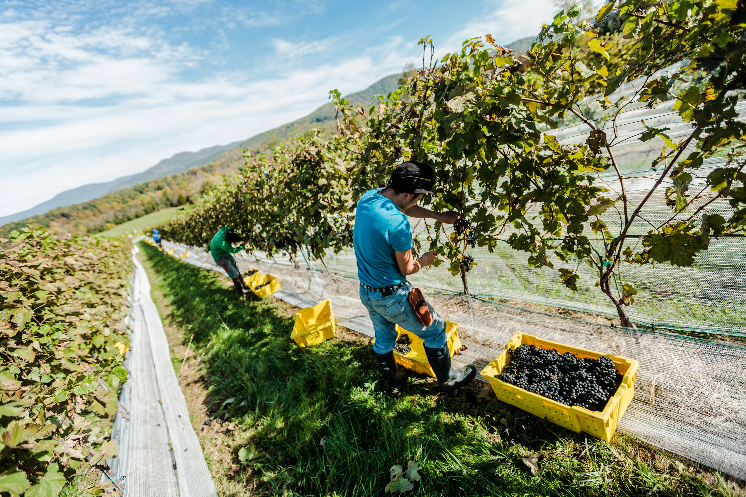 stinson_harvest_2014_0182.jpg