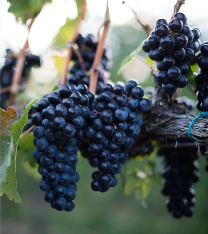 The Challenges and Rewards of Making Petit Verdot