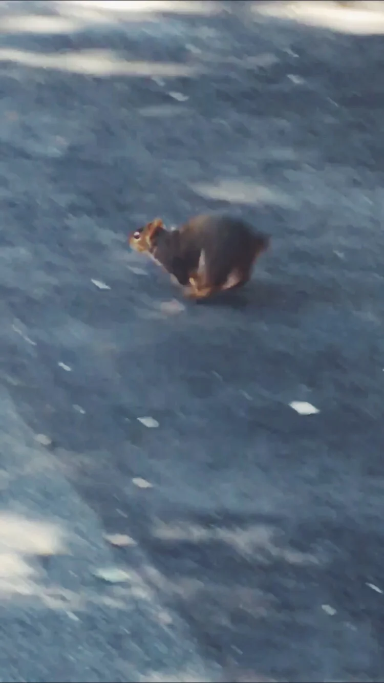 The tailless squirrel