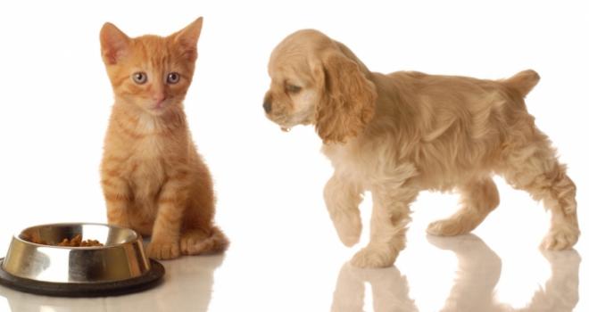 Exposing Your Infant to Pets Can Decrease Respiratory Illness Symptoms