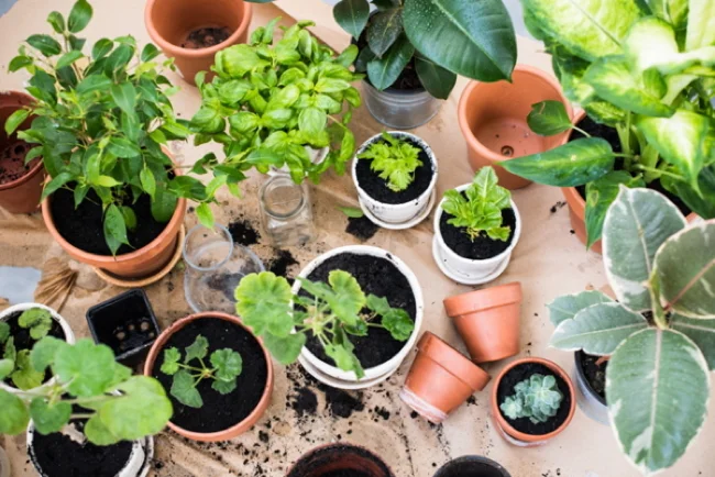5 Haute Pro Tips: Growing Vegetables &amp; Herbs in NYC