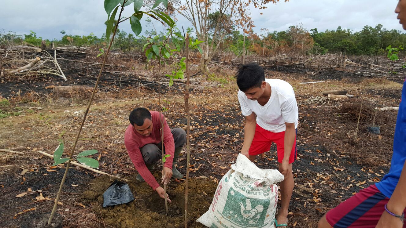 Guyabano planting 4.jpg